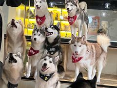 -Husky Go! 哈士奇体验馆·宠物咖啡厅狗咖