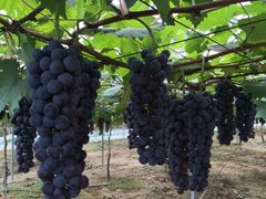 -海堤葡萄园中小学生研学基地