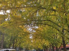 -三里屯东五街银杏大道