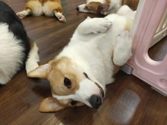 -柯斗斗主题餐厅·狗咖·围炉煮茶·茶饮(国瑞升平里店)