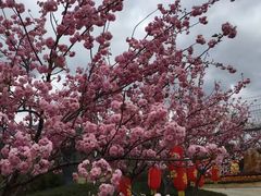 -天适樱花悠乐园