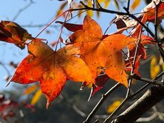 -燕子河大峡谷天坑仙境