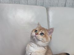 -lincat·猫舍(广州店)