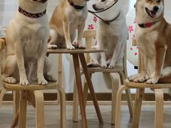 -柴迷FANS CLUB·柴犬狗咖·猫咖