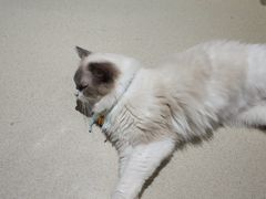 -藏猫猫咖啡主题馆(中央大道店)