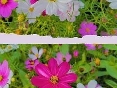 -香蜜公园