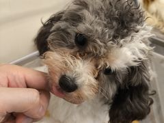 -有喵·猫咖·狗咖·30几只猫10只小狗(岗厦店)