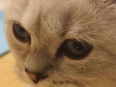 -帕帕拉兹宠物(亚洲旗舰店)