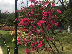 -东莞植物园