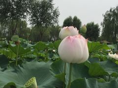 -白洋淀景区