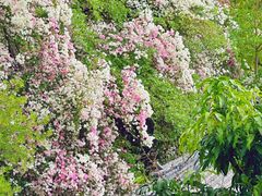 -深圳国际园林花卉博览园