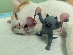 -东莞宠友24H宠物中心医院·转诊夜诊·异宠(新河北路院)