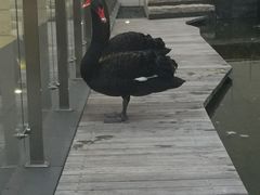 -行者书屋大堂吧 ·下午茶(南京圣和府邸酒店)