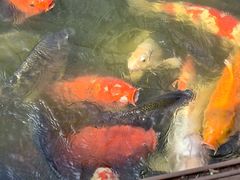 -深圳野生动物园