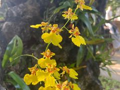 -东莞植物园