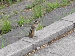 -长春市南湖公园