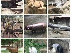 -清迈夜间动物园