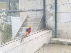 -北京市海淀外国语实验学校