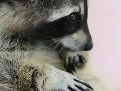 -浣熊柯尔鸭土拨鼠·电玩咖