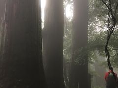 -天目山大树王景区