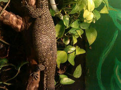 android_upload_pic-上海大自然野生昆虫馆
