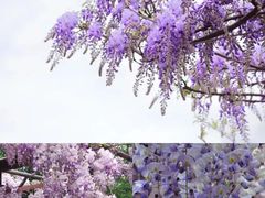-嘉定紫藤园