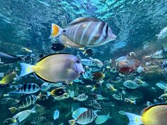 -海合安成都极地海洋公园