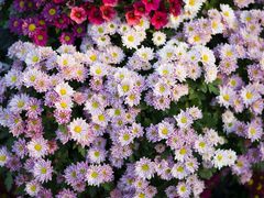 -南通洲际绿博园