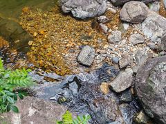 -花岩国家森林公园