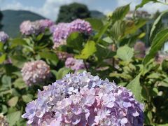 -凉都花海温泉旅游度假区