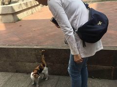 -碧江金楼