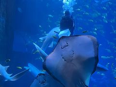 -太平洋海底世界