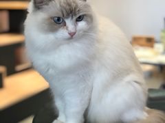 -瞄一喵猫咖(格力海岸店)
