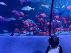 -太平洋海底世界