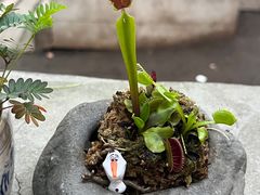 -樹下遇见树·咖啡