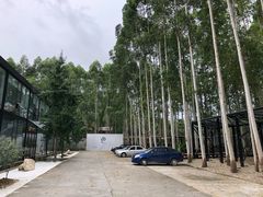 -桉树林A coffee 森林餐厅(三圣乡店)