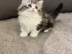 -lincat·猫舍(广州店)