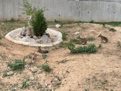 -石家庄市动物园