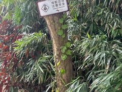-珠海圆明新园