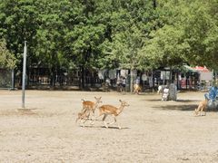 -北京麋鹿生态实验中心