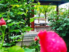 -莲花池公园
