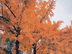 -成都市文殊院