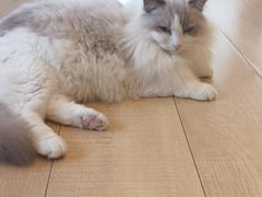 -Let's go狗咖·猫咖·奶狗·桌游(春熙路IFS店)