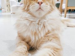 -藏猫猫咖啡主题馆(中央大道店)