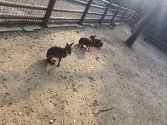 -苏州太湖西山岛开心农场
