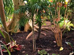 -北京植物园-展览温室