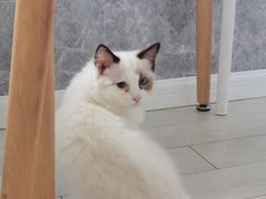 -喵的天空名猫咖啡馆·撸猫·猫舍·用品