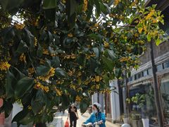 -运河游船(武林门码头)