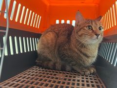 -艾贝尔宠物医院·宠保定点·超声绝育·免疫点(樱花路店)