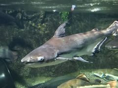 -太平洋海底世界